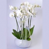 5 li orkide
